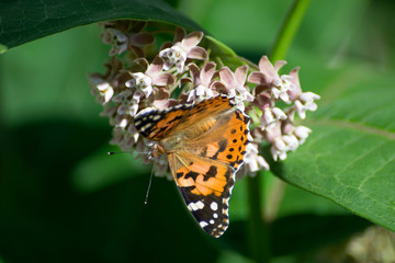 Butterfly on flower view. Macro view butterfly flower. Butterfly macro view. Flower butterfly closeup