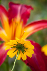 rudbeckia daylily