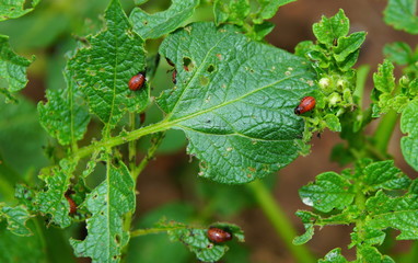 larvae of Colorado potato beetle leaf beetle on potato leaves