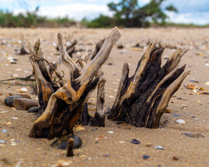 old tree stumps pushing through sand to form abstact patterns on the beach