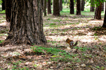 A cute red squirrel in an old park sits in dry foliage under a tree