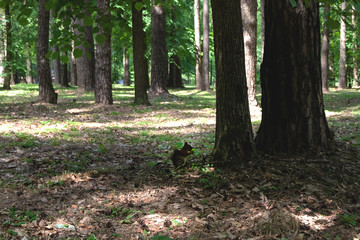 Silhouette of a squirrel in profile in the shade of a tree