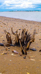 old tree stumps pushing through sand to form abstact patterns on the beach