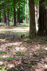A cute red squirrel in an old park sits in dry foliage under a tree