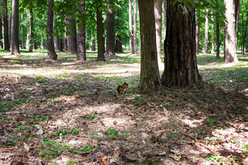 A cute red squirrel in an old park sits in dry foliage under a tree