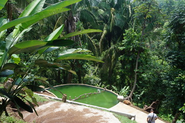 jungla de guatemala