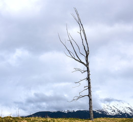 Lonely tree and blue sky