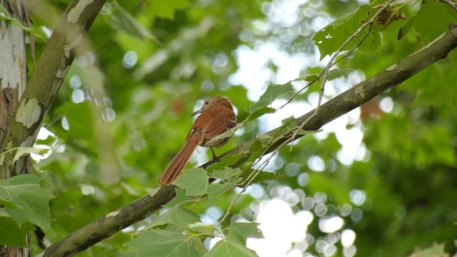 Brown thrasher bird in a tree