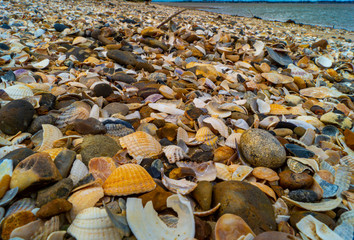 Close up ,over the top view ,of shells and pebbles on beach to form pattern and textured background in essex