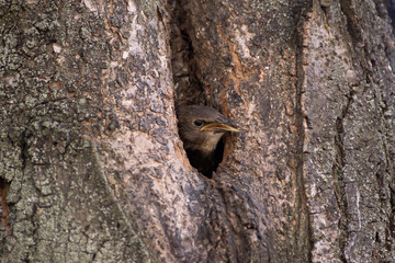 Fototapeta premium The Common Starling, Sturnus vulgaris is flying with some insect to feed its chick, the young bird is opening its beak to be feeded, pretty golden light, green background