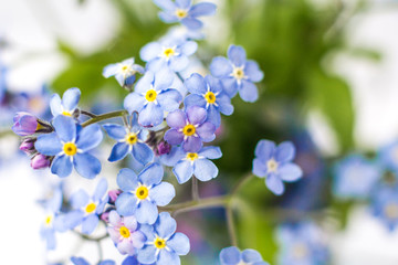 blue beautiful flower forget me not 
