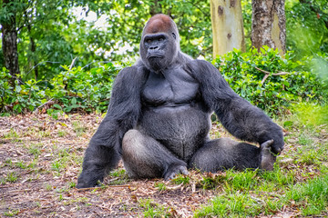 Male gorilla sitting on the ground