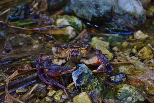 Endangered Maltese freshwater crab, Potamon fluviatile, in water stream.