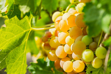 Sweet and tasty white grape bunch on the vine. White ripe grape clusters