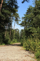 Obraz premium Schotterweg im Wald