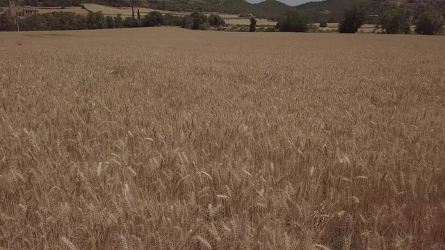 Aerial flight over the wheat field in Lleida, Catalonia, Spain