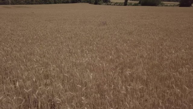 Aerial flight over the wheat field in Lleida, Catalonia, Spain