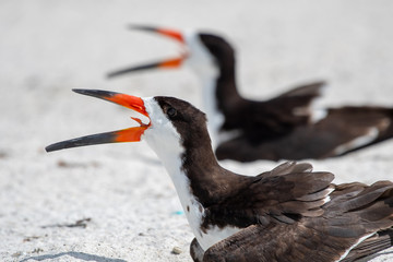 Black skimmer adult sitting on the nest at a beach in Florida