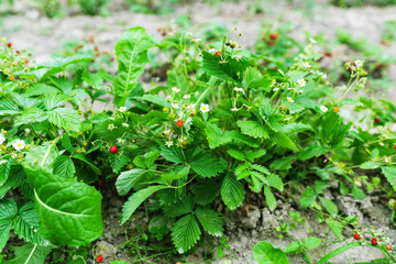 Wild ripe garden strawberry with wlowers on the plant. Selective focus.