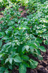 Potatoes growing in the garden.