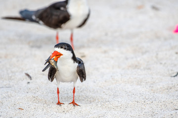Black skimmer parent with food for the babies