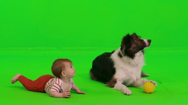A dog and a baby dual for a ball, the dog wins, over a green screen.