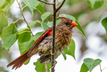 Female cardinal sits perched on a tree branch in Florida