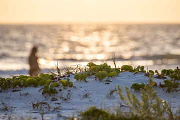 Beach in Florida with natural plants