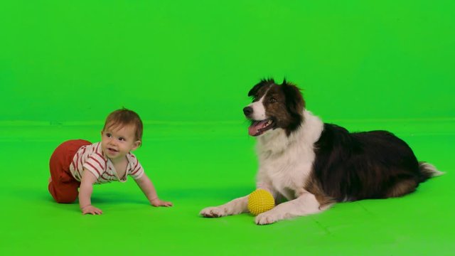 A dog and a baby playing together over a green screen.
