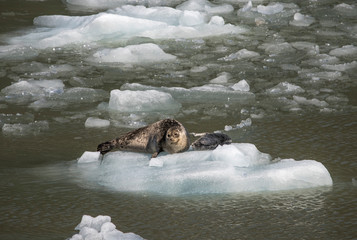 Naklejka premium Seals on ice, Ice in water, animal and ice, Tracy Arm Glacier, Alaska wildlife, Tourism in Alaska, global warming