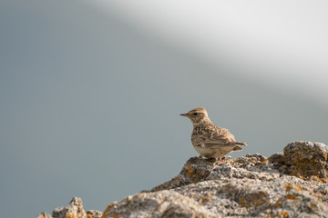 Stunning bird photo. Woodlark / Lullula arborea