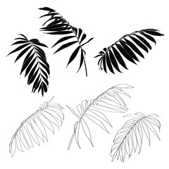 Fototapeta na wymiar Hand drawn tropical summer design element: black and line palm tree leaves in silhouette.