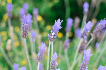 Lavender flower in nature.