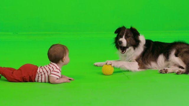 A dog passes a ball to a baby, playing catch, over a green screen.