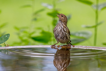 Pine Siskin perched on birdbath with colorful background