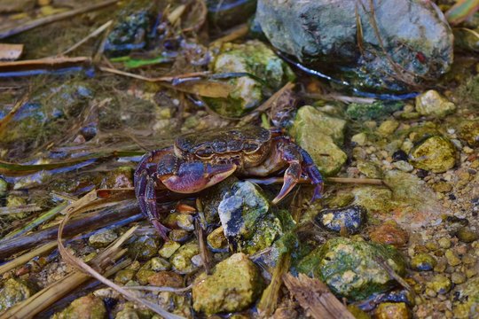 Endangered Maltese freshwater crab, Potamon fluviatile, in water stream.