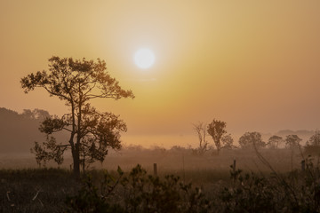 Fototapeta na wymiar Sunrise on a foggy morning in the Florida fields