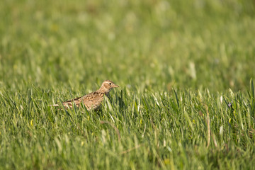 Stunning bird photo. Eurasian skylark / Alauda arvensis
