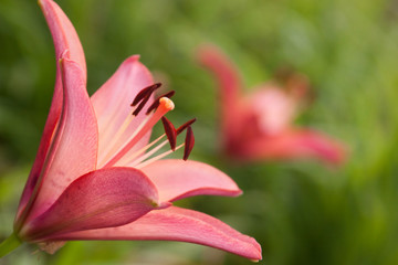 Fototapeta na wymiar pink asiatic lily