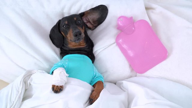 dachshund dog, black and tan, in bed with high fever temperature, wrapped in a bandage paw, ice water bag beside