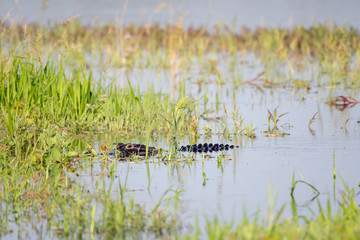American alligator swims to the bank of the lake