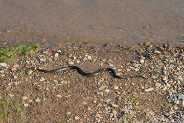 Grass snake, European non-poisonous snake in natural habitat