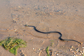 Grass snake, European non-poisonous snake in natural habitat