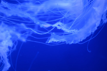 Macro of parts of beautiful jellyfish in the aquarium.
