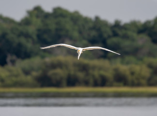 Great white egret coming in to land at a lake in Florida 