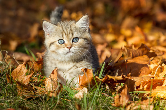 Katze Katzenkind niedlich im Laub British Kurzhaar K&auml;tzchen mit tollen blauen Augen Freig&auml;nger, BKH in toller F&auml;rbung und h&uuml;bschem Herbstlaub