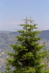 Obraz premium Spruce growing in the mountains