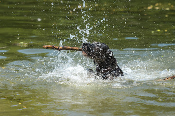 Dog splashing in water with wooden stick in mouth