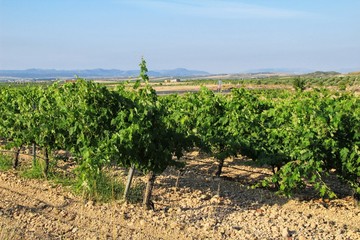 Fototapeta na wymiar Landscape of vineyards in Jumilla, Murcia province