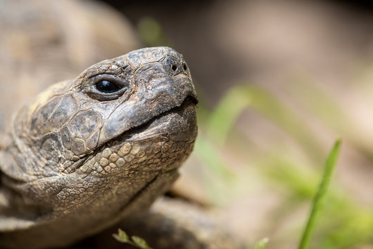 Portrait Griechische Landschildkr&ouml;te